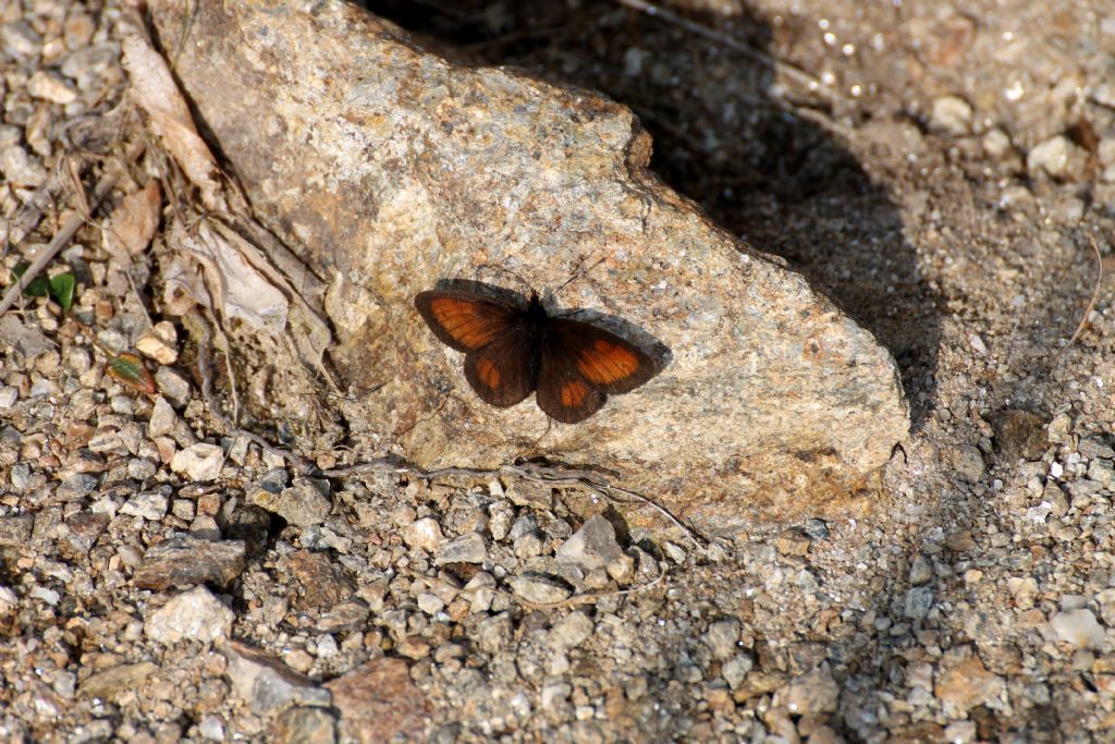 Erebia mnestra? S